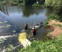 monitoring scientists catch shad in a trap at upper lode weir for acoustic tagging