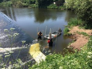 monitoring scientists catch shad in a trap at upper lode weir for acoustic tagging