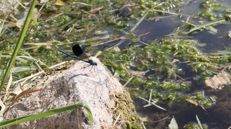 blue dragonfly on rock by the river