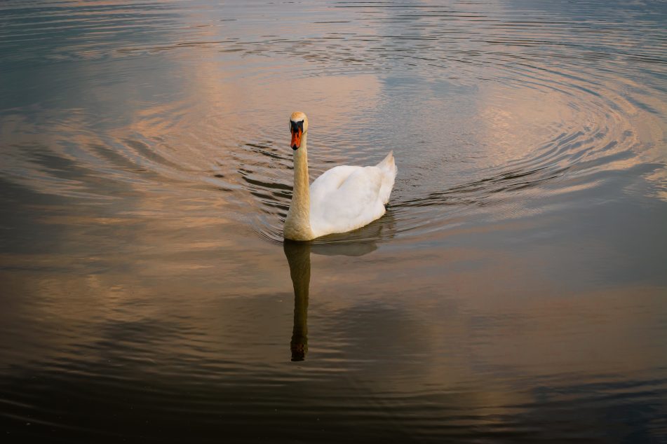 swan gliding on the river in low light