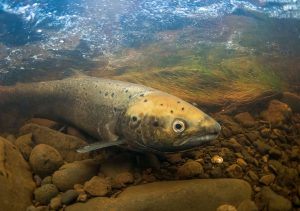 An Atlantic salmon in a fast flowing stream