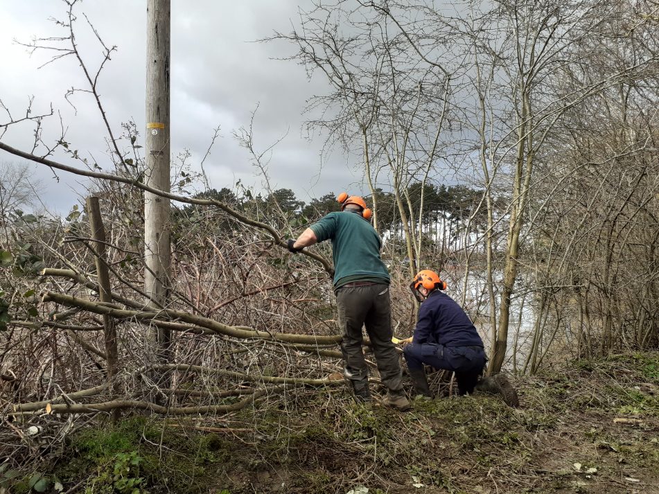 Two people hedge laying
