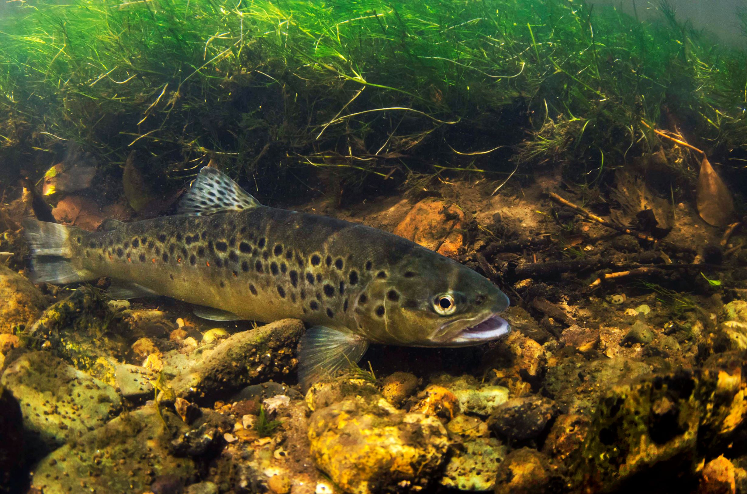 Brown Trout - Unlocking the SevernUnlocking the Severn
