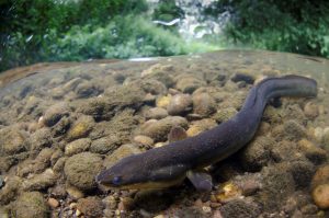An eel wriggling in very shallow water