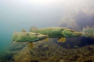Two pike swimming in front of rocks