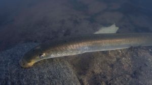 A river lamprey sucking a rock
