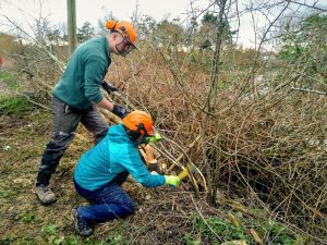 Volunteers cutting back brush