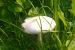 Mushroom by Anne