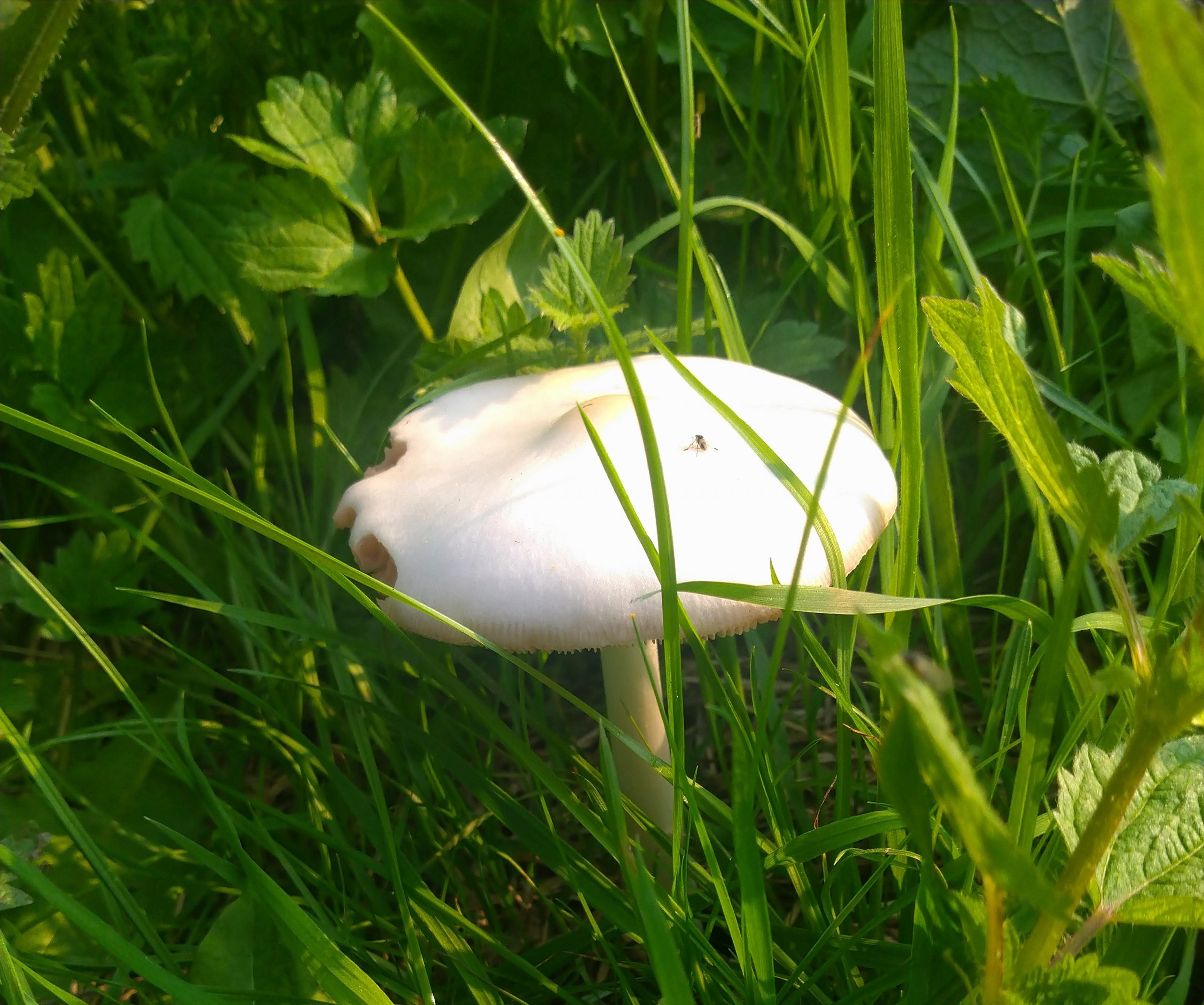 Mushroom Photograph