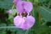 Bee in Himalayan Balsam by Claire