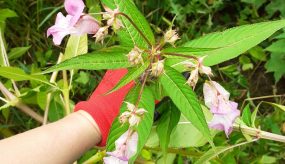 View from above shows an arm with red glove holding Himalayan balsam plant.
