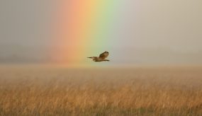 A short-eared owl flies, wings outstretched, over a field of wheat. In the background, directly behind the bird, an out-of-focus rainbow rises straight up out of the field. The sunlight gives the picture an orangy haze, and creates a contrast of light and dark streaks across the field in the lower half of the photograph.