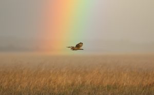 A short-eared owl flies, wings outstretched, over a field of wheat. In the background, directly behind the bird, an out-of-focus rainbow rises straight up out of the field. The sunlight gives the picture an orangy haze, and creates a contrast of light and dark streaks across the field in the lower half of the photograph.