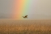 Shortie Rainbow Hunting by Paddy Doyle