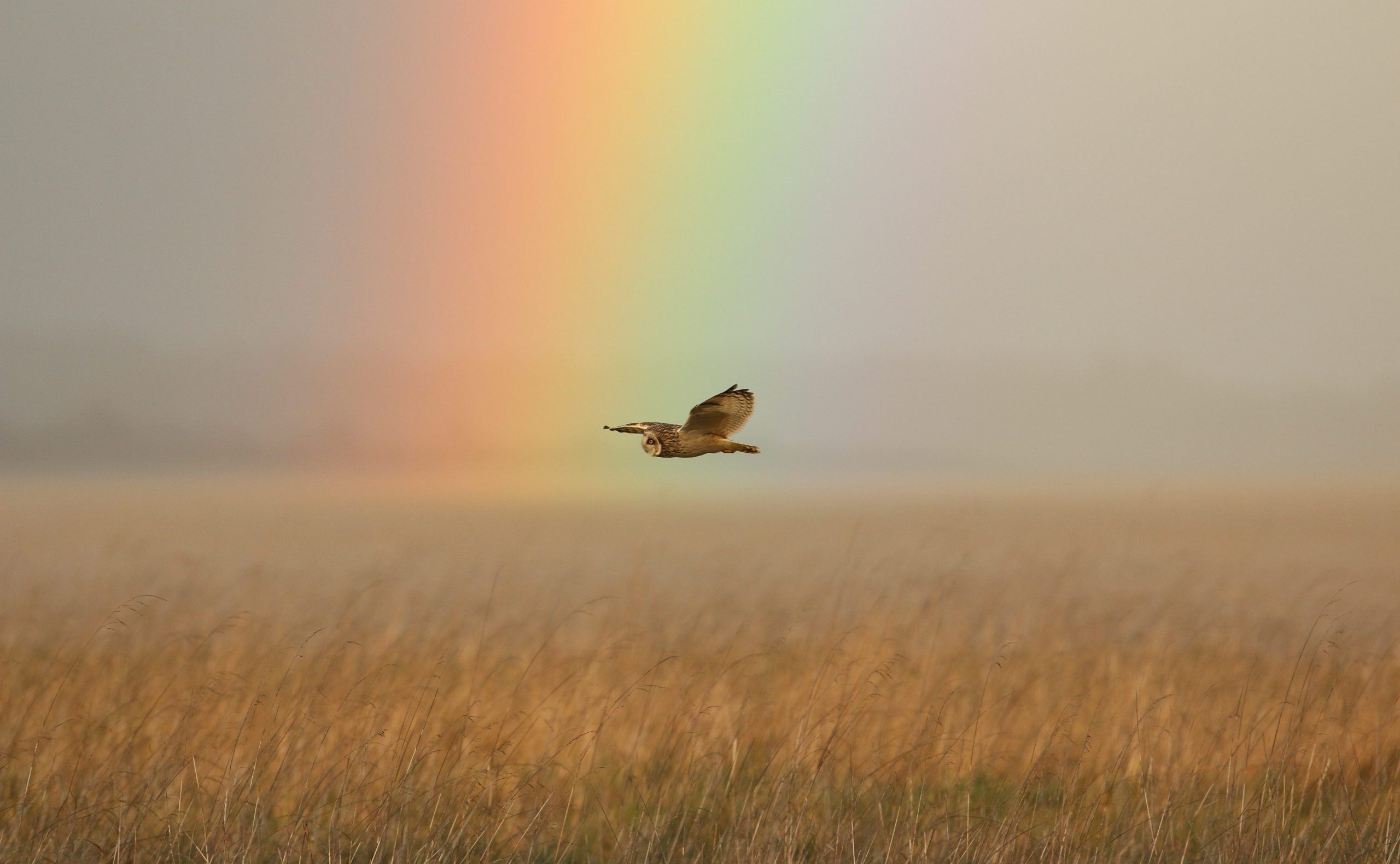 Paddy Extra 2 Short Eared Owl and Rainbow (3)