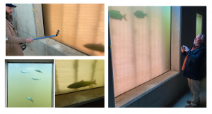 Collage of photos showing fish passing by the underwater viewing window at Diglis Fish Pass