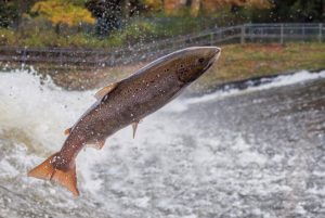 a salmon leaping at shrewsbury weir