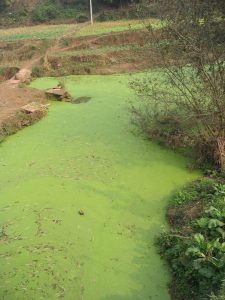 Photo showing algae bloom in small river
