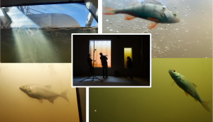 Montage of images showing the underwater viewing window at Diglis Fish Pass in the centre, surrounded by photos of some of the fish we have seen using the fish pass