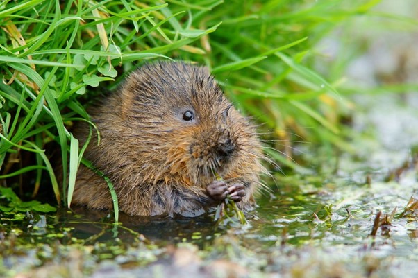Close up of a water vole tucked at the edge of a stream, under some grassy weeds.