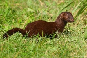 Photograph of an American Mink in grass.
