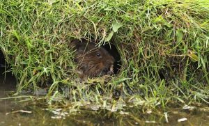 Photo of a water vole tucked in a grassy burrow along a river bank