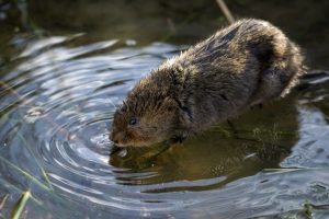 Photograph of a water vole reaching into the river, surrounded by water ripples.