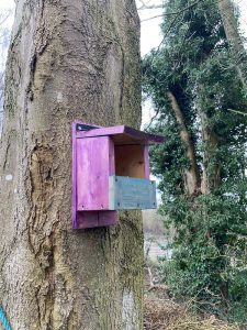 Close up of a pink and blue open-front bird box. Situated on a tree in the woodland