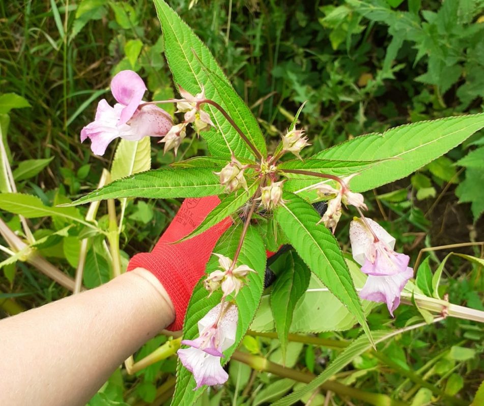 view from above shows an arm with red glove holding Himalayan balsam plant.